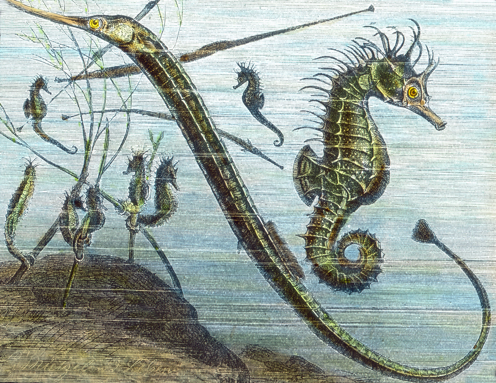 psychedelic-seahorse